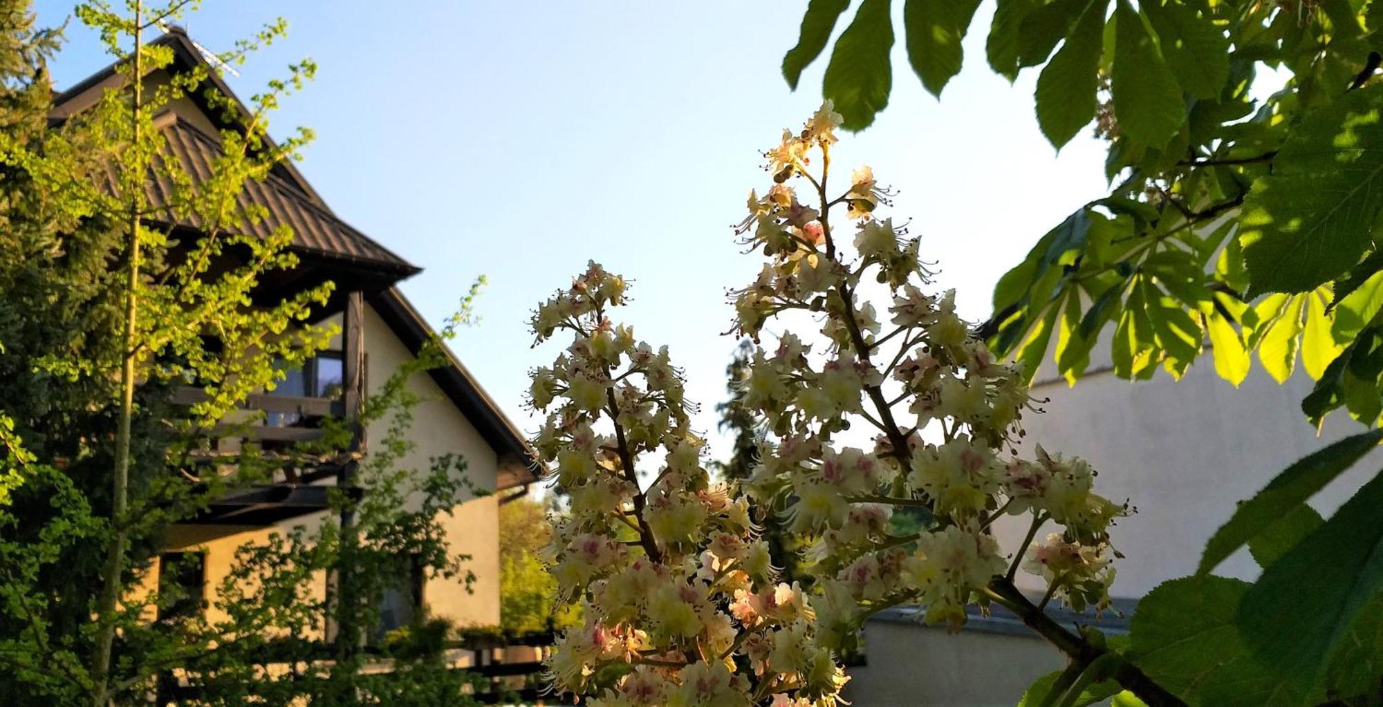 Apartamento Dom Pod Kasztanami Kazimierz Dolny Exterior foto